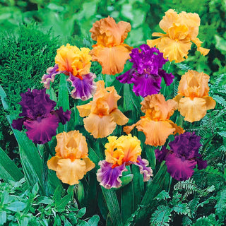 Twilight Splendour Bearded Iris Mixture Seeds